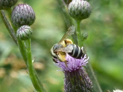 Andrena flavipes
