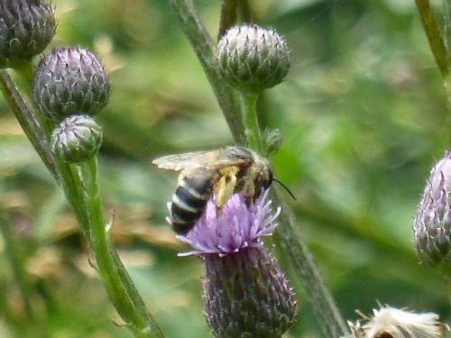 Andrena flavipes