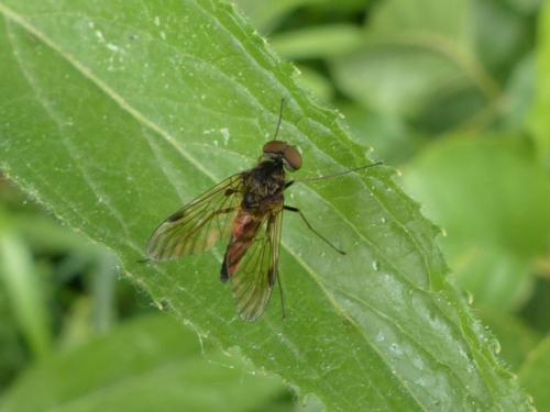 Chrysopilus cristatus