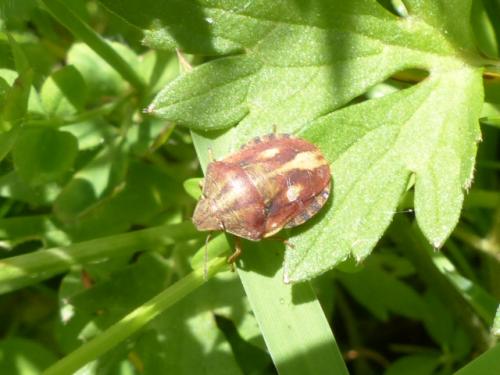 Eurygaster testudinaria