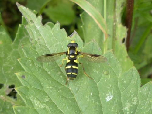 Philhelius pedissequus