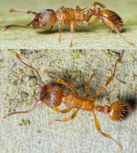 Réf. 155 145 : Myrmica sabuleti
