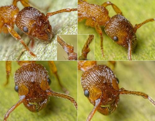 Réf. 155 146 : Myrmica sabuleti
