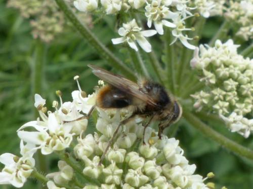 Cheilosia illustrata