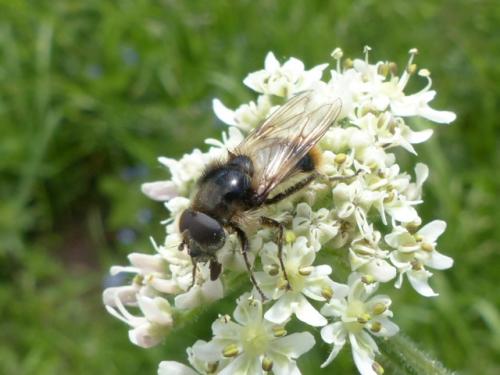 Cheilosia illustrata
