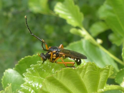 Réf. 155 977 : Molobratia teutonus