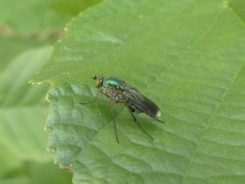Poecilobothrus nobilitatus