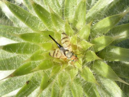 Urophora solstitialis