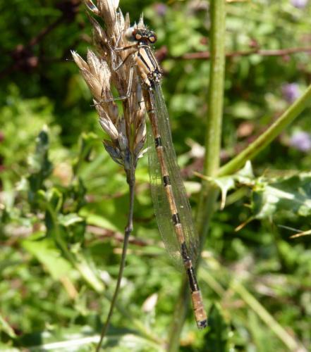 Réf. 155 641 : Enallagma cyathigerum