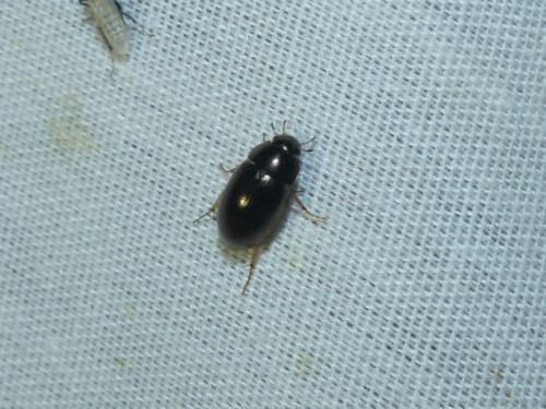 Réf. 155 943 : Hydrobius sp.