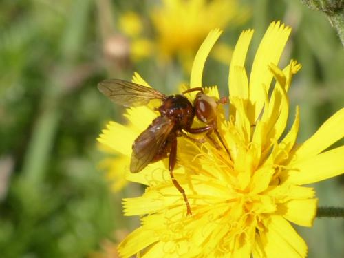 Sicus sp.
