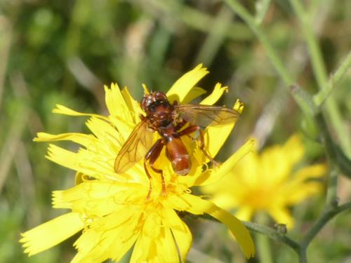 Réf. 155 300 : Sicus sp.