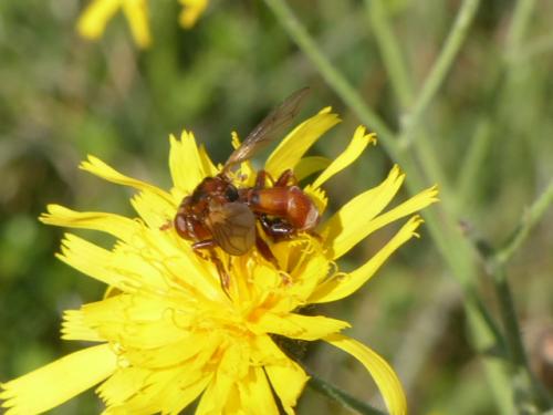 Réf. 155 301 : Sicus sp.