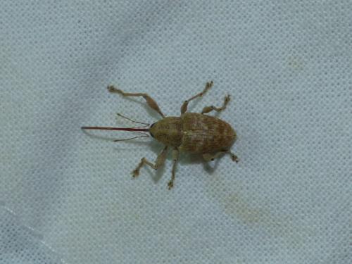 Curculio elephas