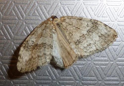 Epirrita sp.