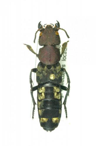 Réf. 155 373 : Platydracus sp.