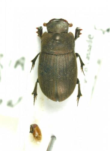 Pedaria ovata