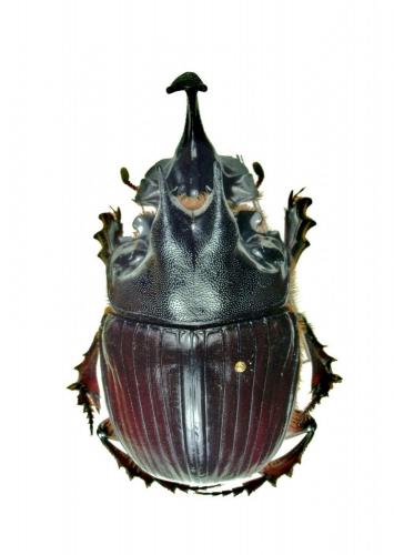 Catharsius mirabilis