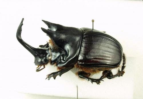 Catharsius mirabilis