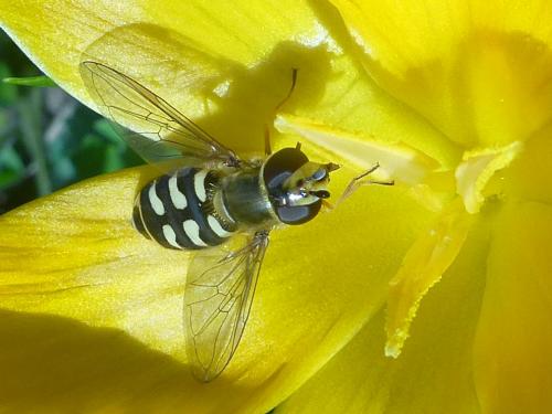 Eupeodes corollae