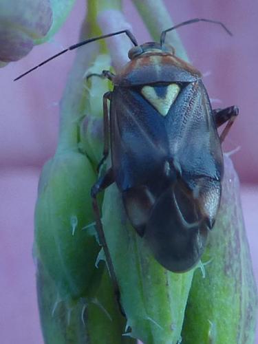 Lygus sp.