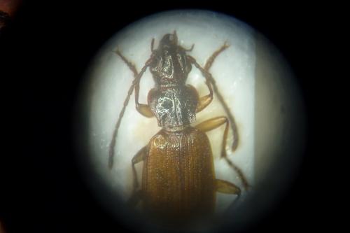 Réf. 155 031 : Penetretus rufipennis
