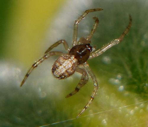 Réf. 155 303 : Theridion sp.