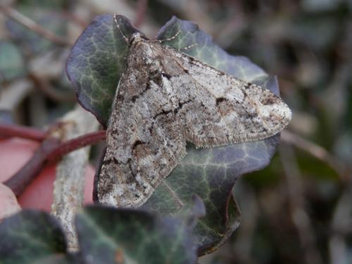 Agriopis leucophaearia