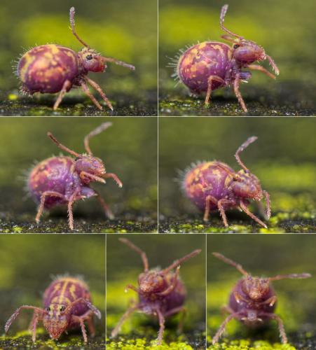Réf. 155 848 : Dicyrtomina ornata