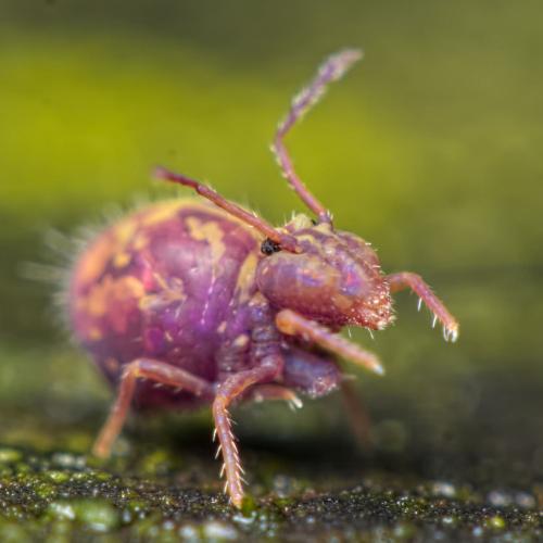 Dicyrtomina ornata