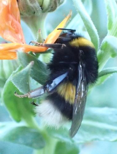 Bombus sp.