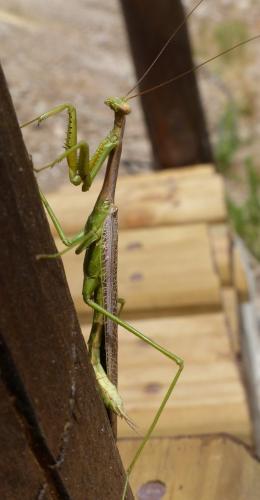 Coptopteryx gayi