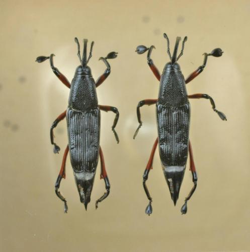 Oxyopisthen sp.