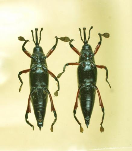 Oxyopisthen sp.