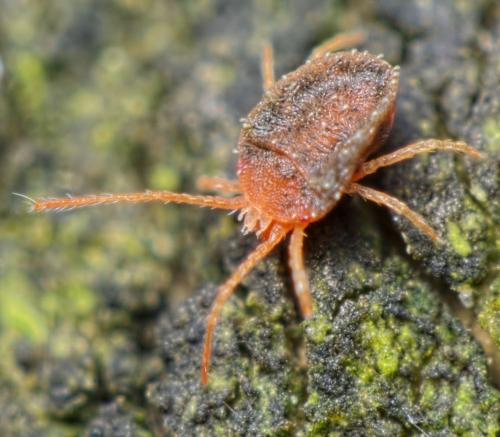 Réf. 155 888 : Bryobia rubrioculus