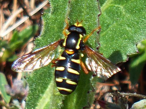 Philhelius citrofasciatum