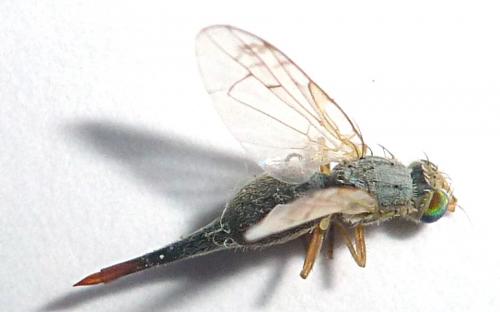 Réf. 155 813 : Acanthiophilus helianthi