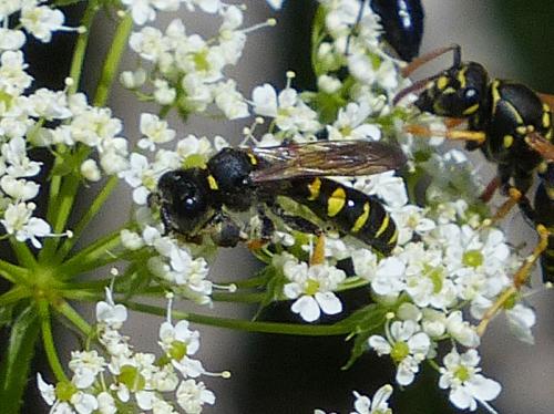 Crabro cribrarius