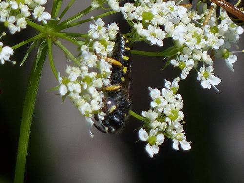 Crabro cribrarius