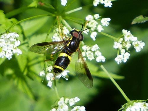 Réf. 155 642 : Chrysotoxum bicinctum