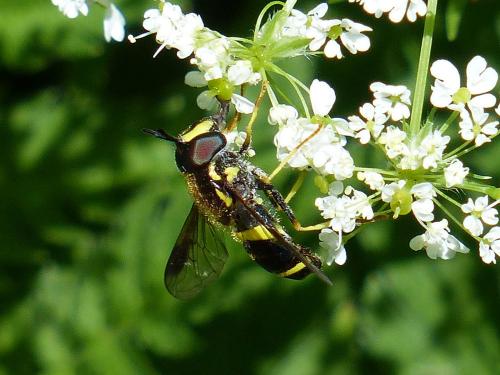 Réf. 155 643 : Chrysotoxum bicinctum