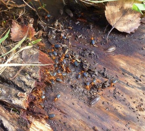 Brachinus sp.
