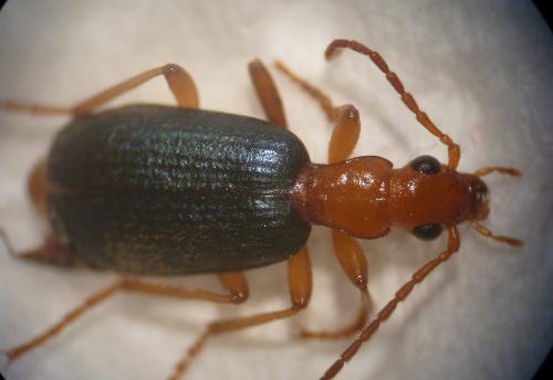 Brachinus sp.