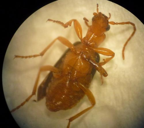 Brachinus sp.