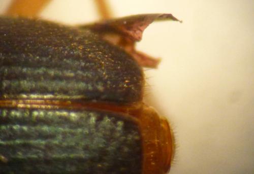 Brachinus sp.