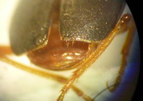 Brachinus sp.