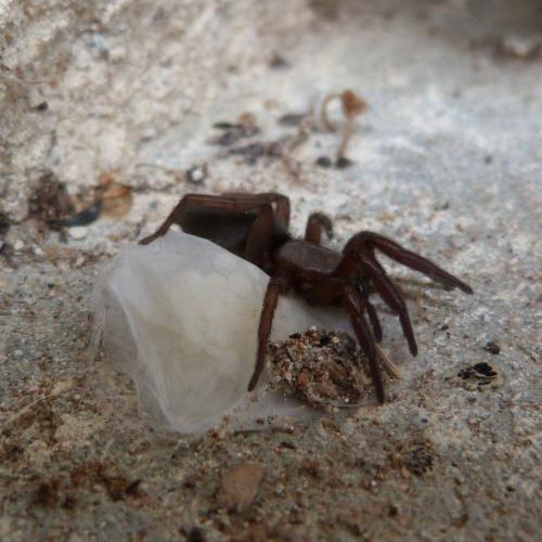 Scotophaeus sp.