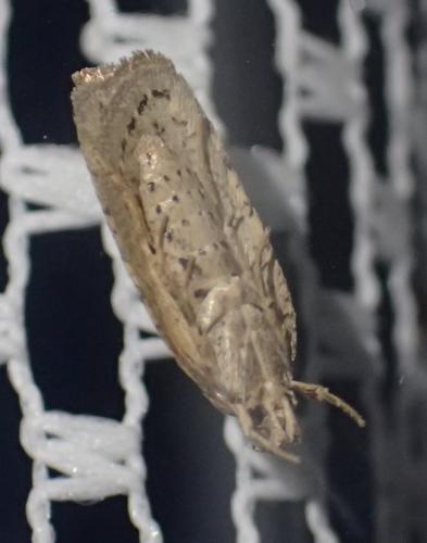 Agonopterix sp.