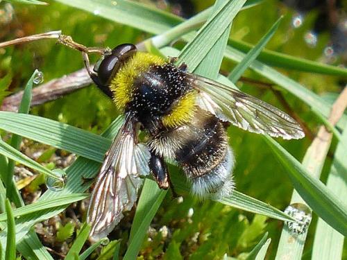 Sericomyia bombiformis