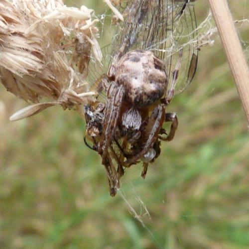 Larinioides cornutus